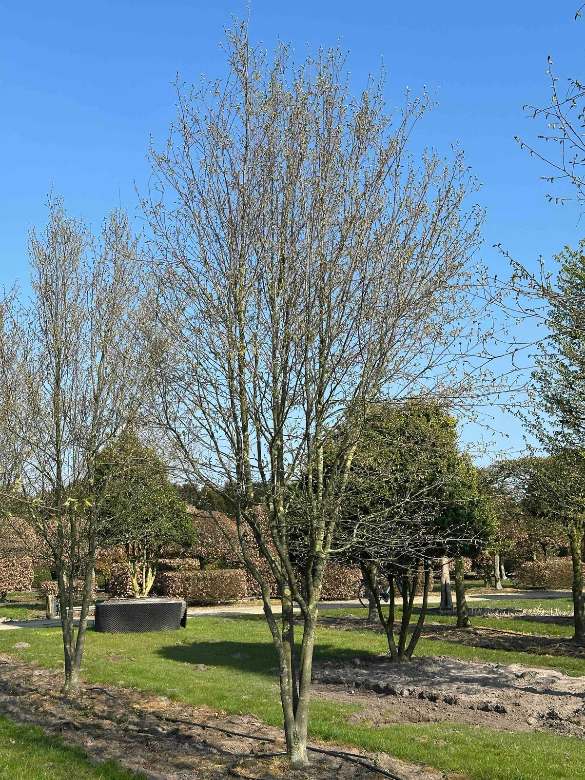 CBQ TREE #032