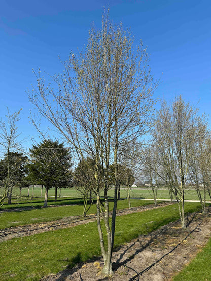 CBQ TREE #033