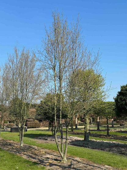 CBQ TREE #033