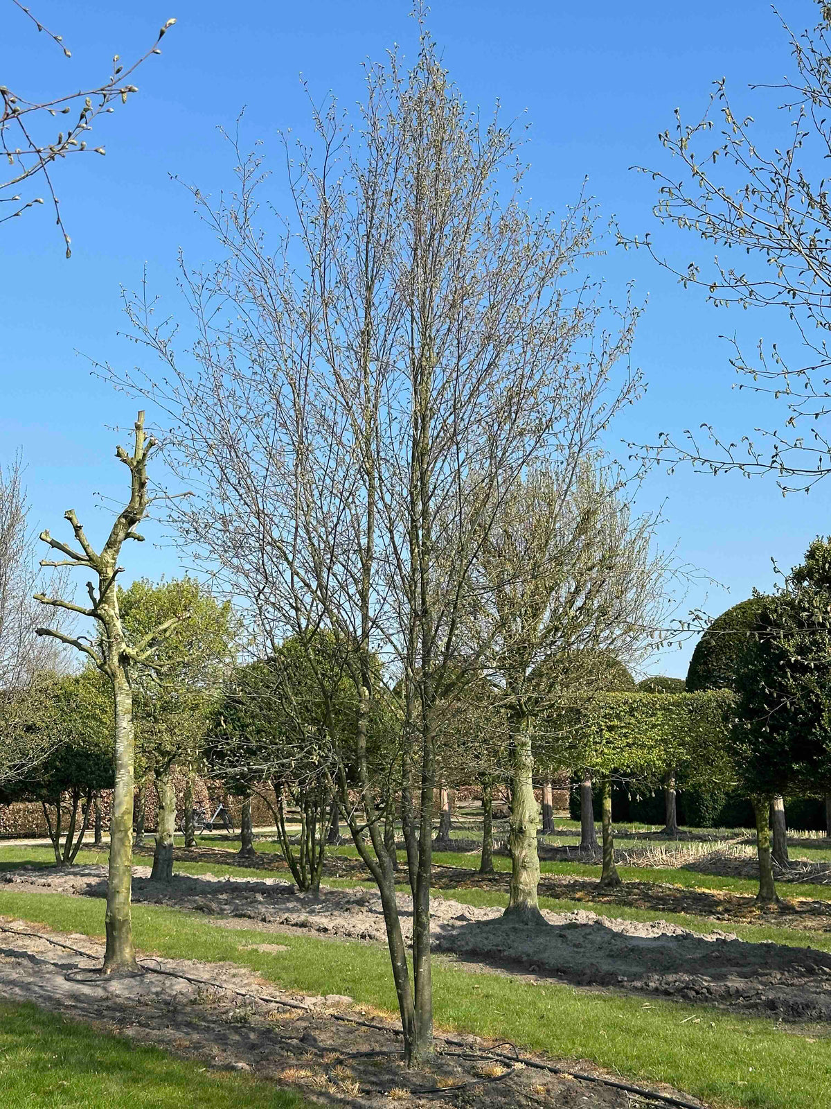 CBQ TREE #034