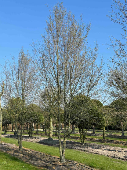 CBQ TREE #035