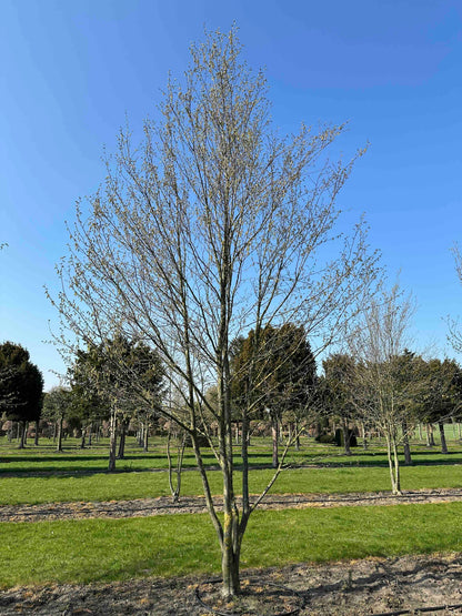 CBQ TREE #036