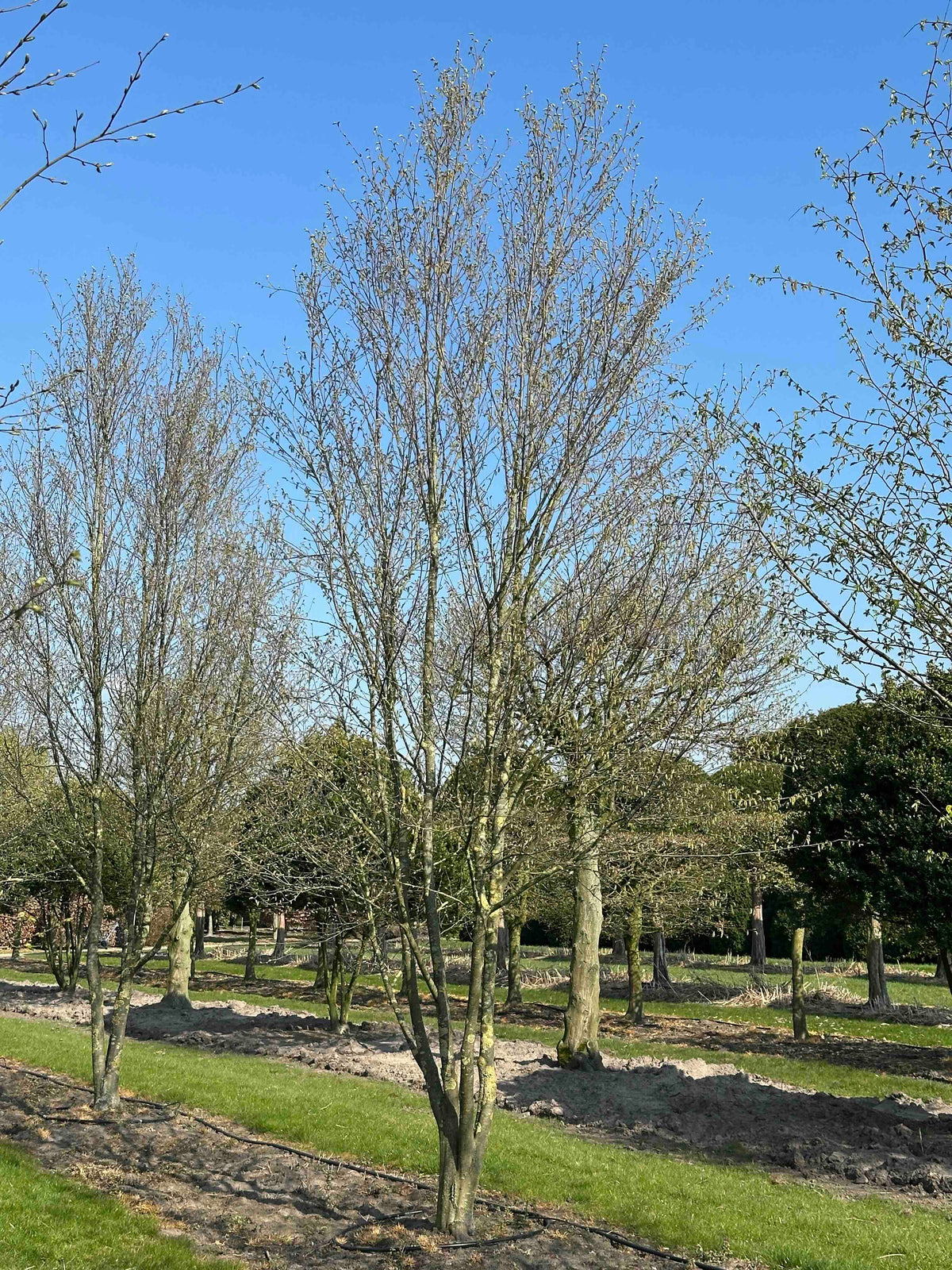 CBQ TREE #036