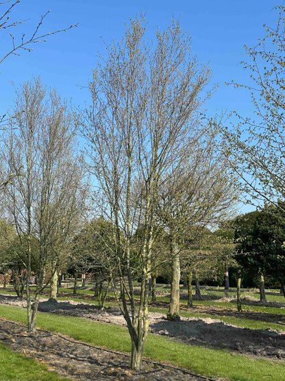 CBQ TREE #036