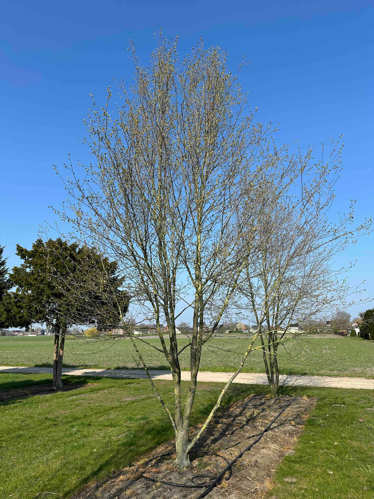 CBQ TREE #038