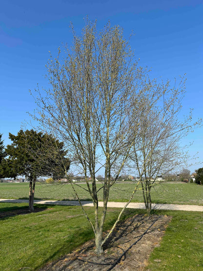 CBQ TREE #038
