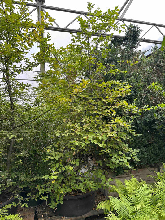 CB SHRUB #003