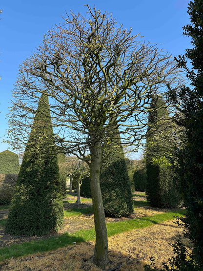 CB TOPIARY #002