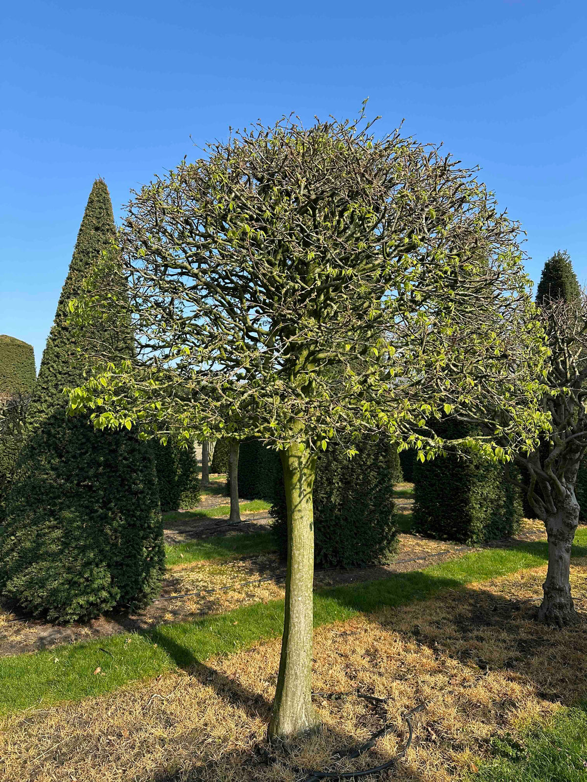 CB TOPIARY #003