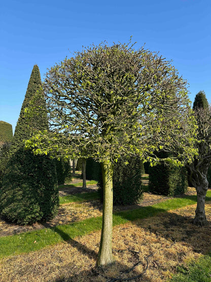 CB TOPIARY #003