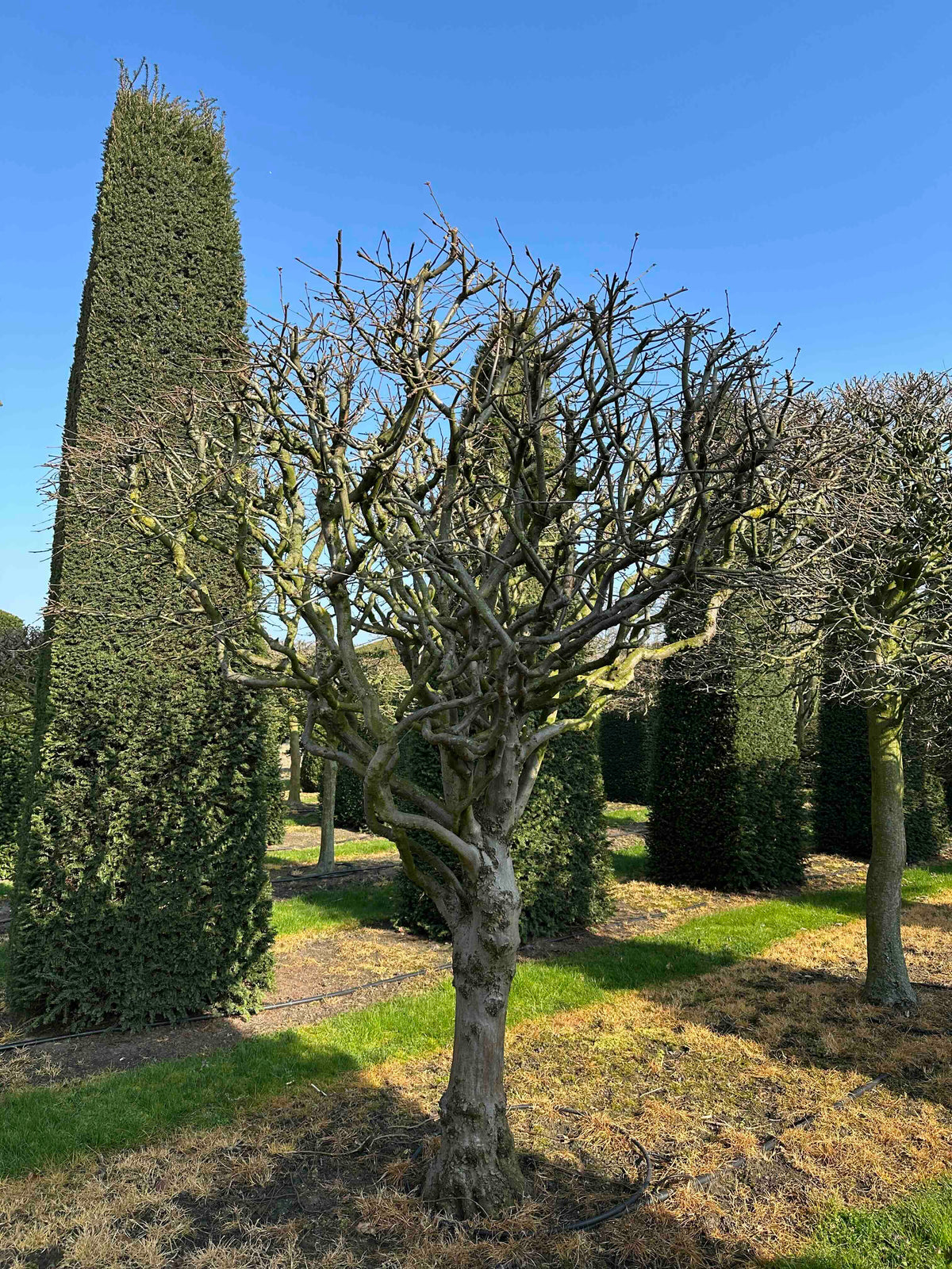 CB TOPIARY #004
