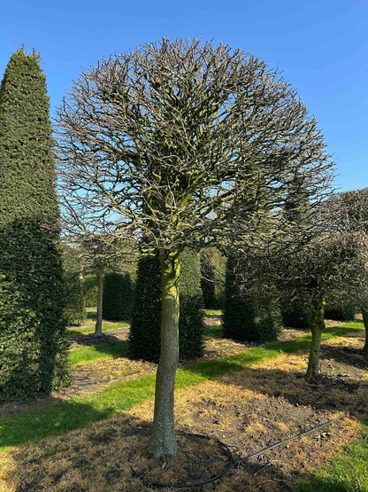 CB TOPIARY #005