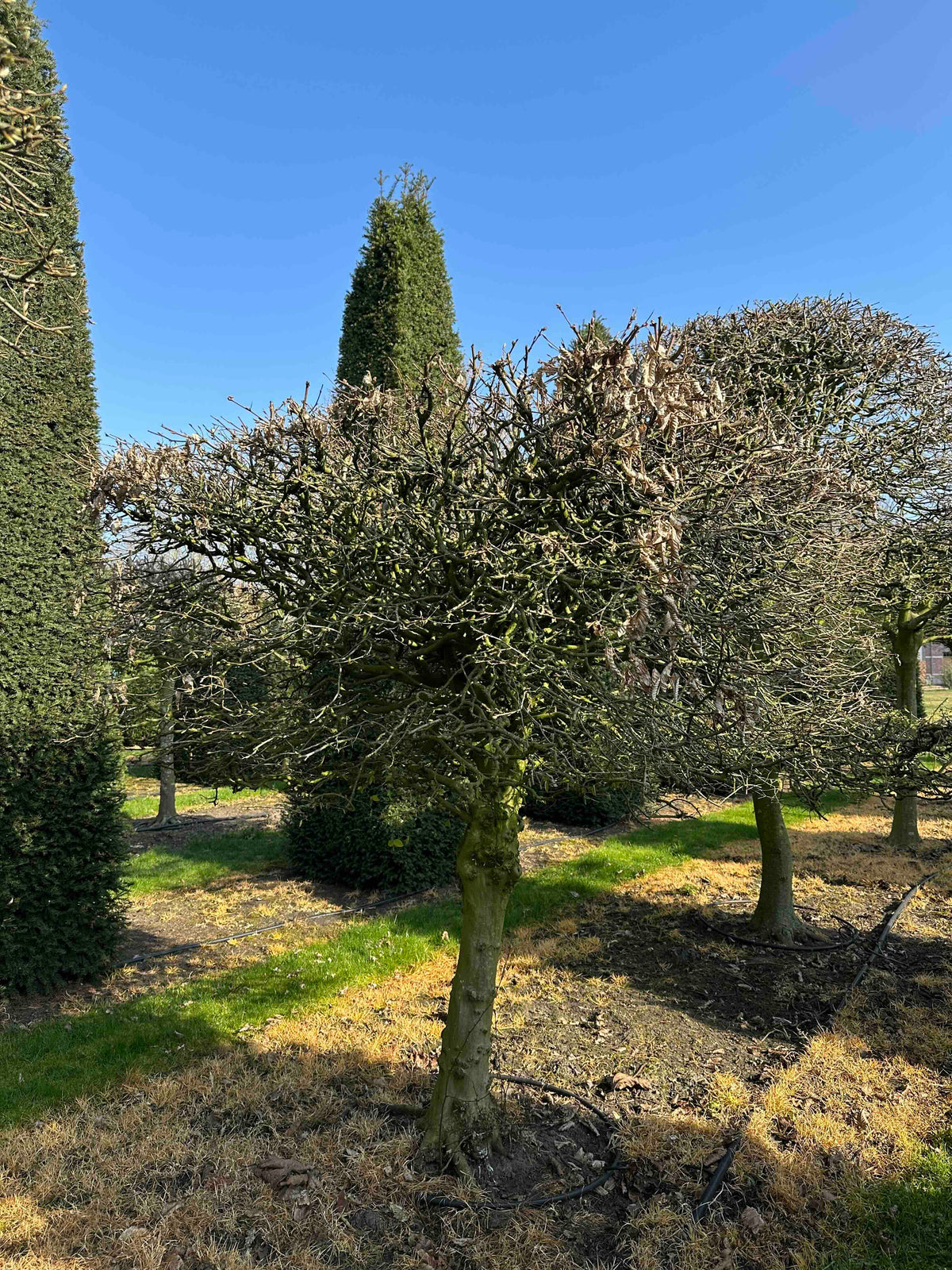 CB TOPIARY #006