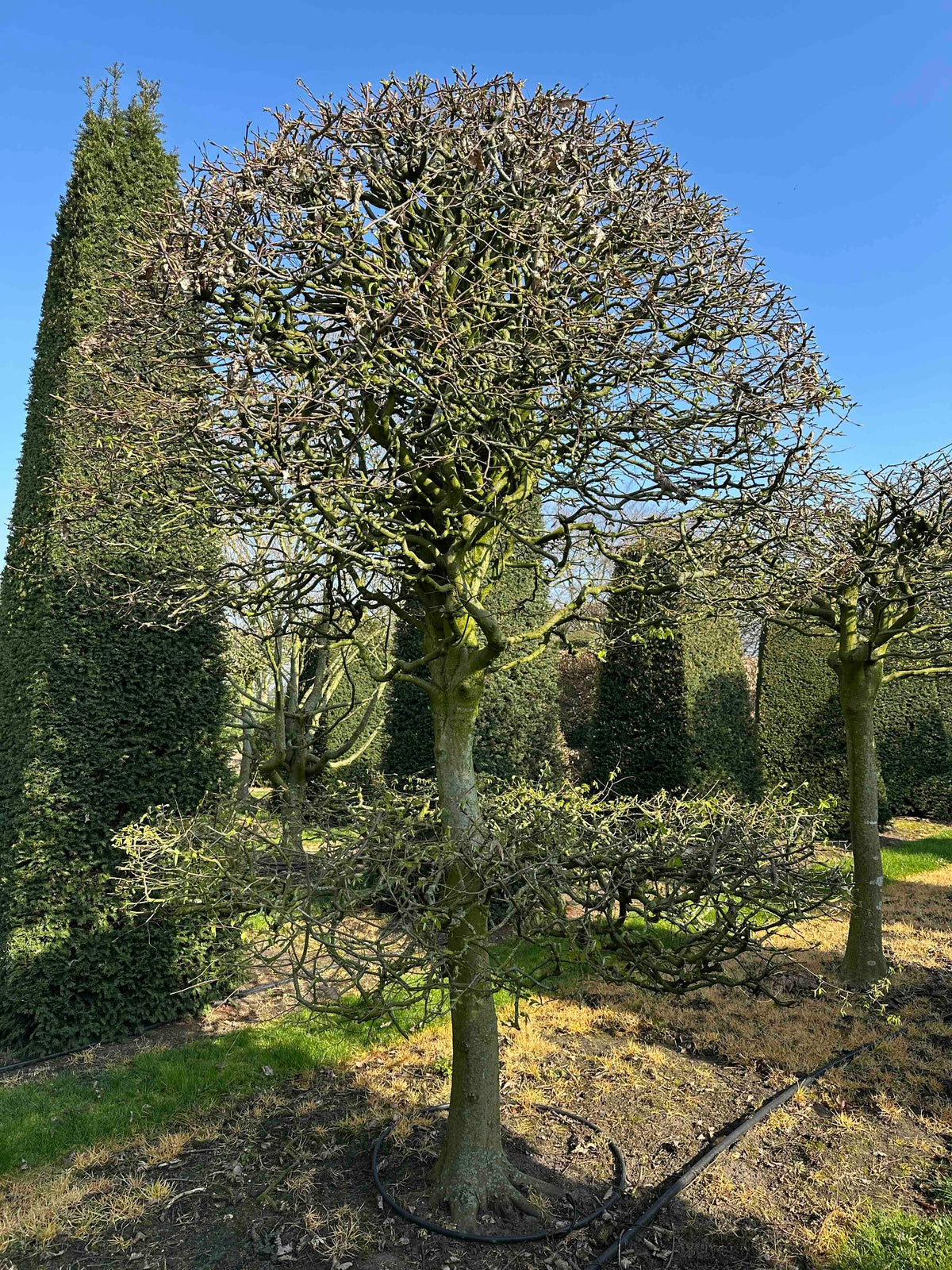 CB TOPIARY #007