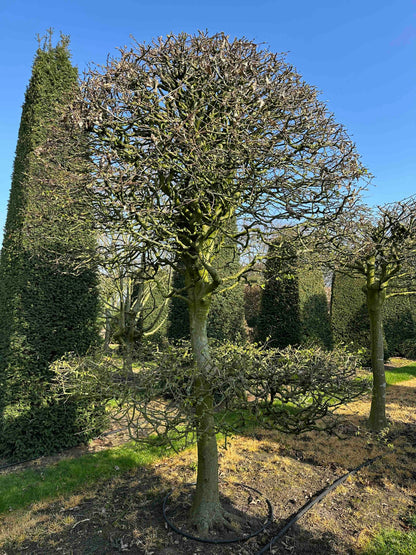 CB TOPIARY #007