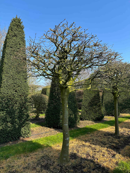 CB TOPIARY #008