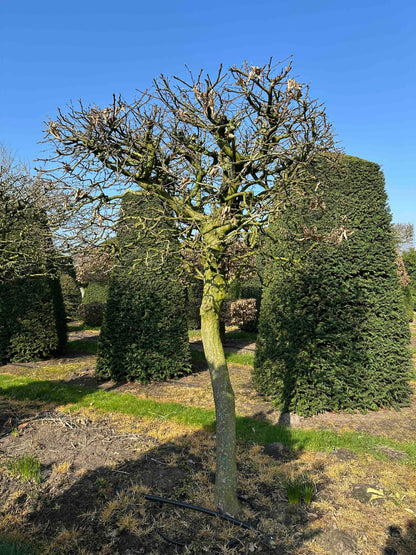CB TOPIARY #012