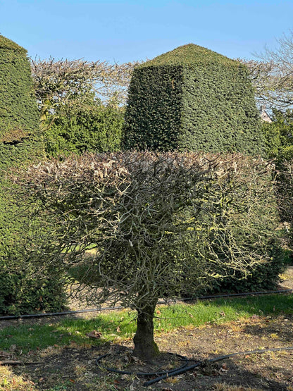 CB TOPIARY #013