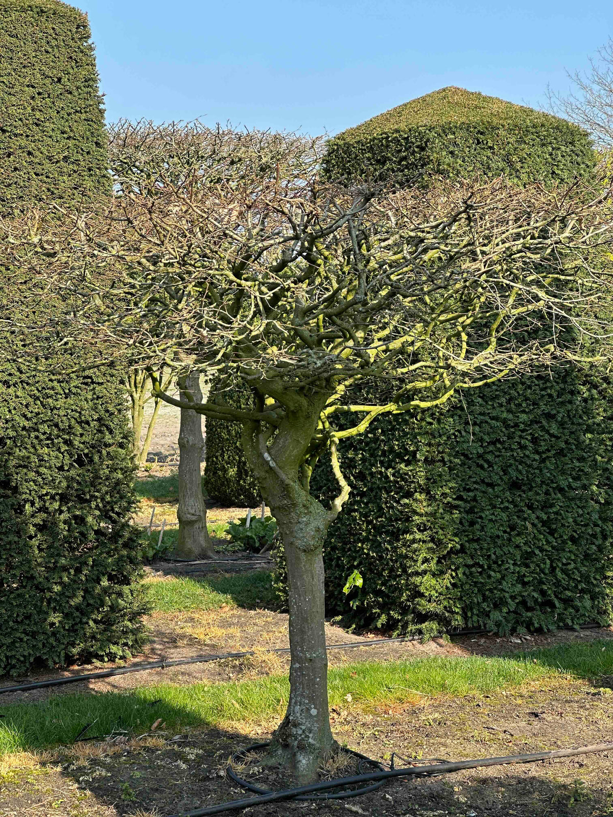 CB TOPIARY #015
