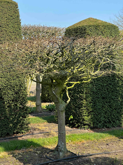 CB TOPIARY #015
