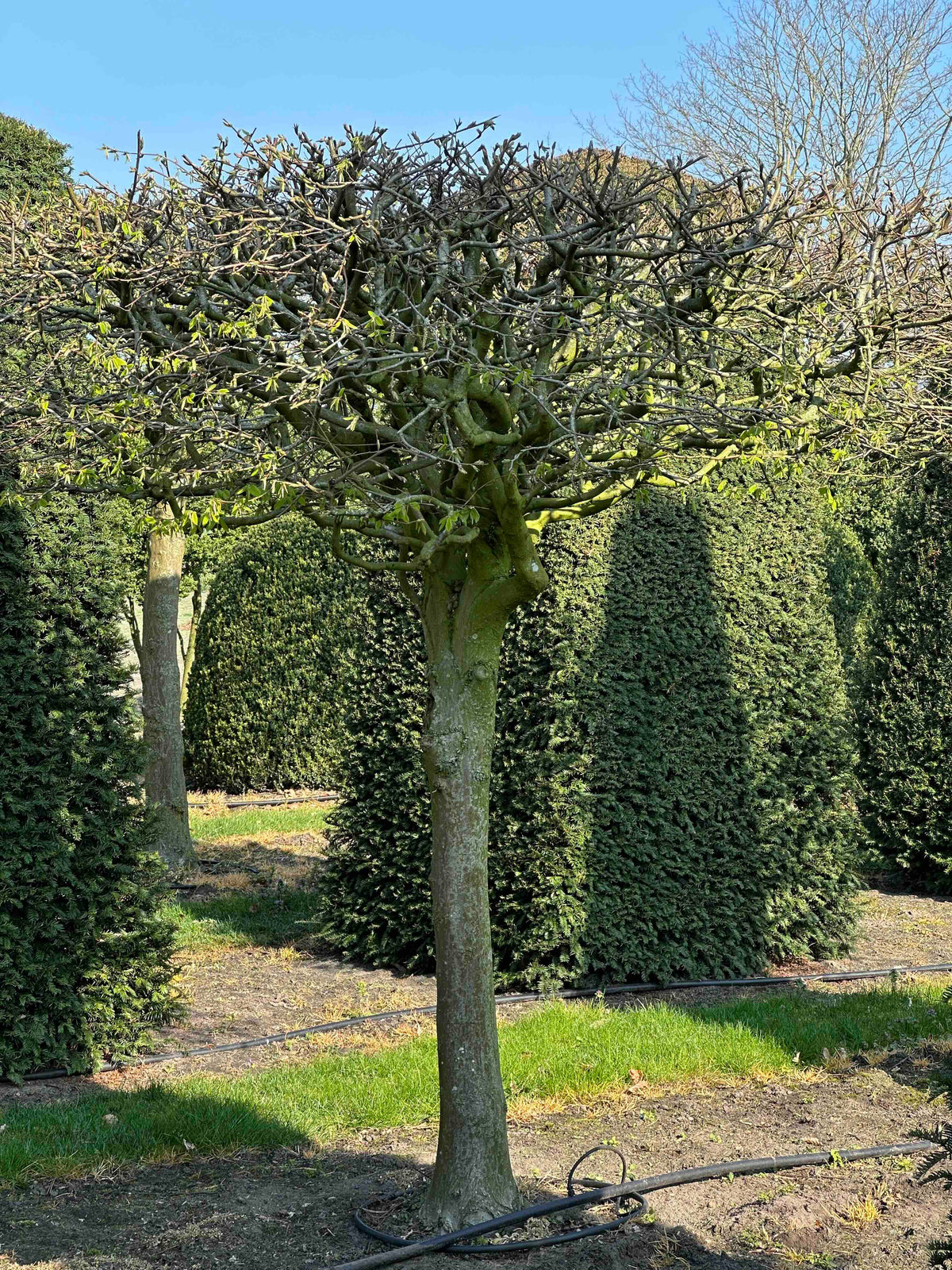 CB TOPIARY #016