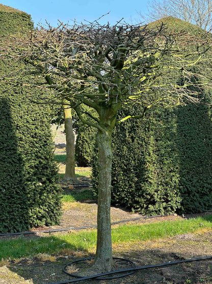 CB TOPIARY #017