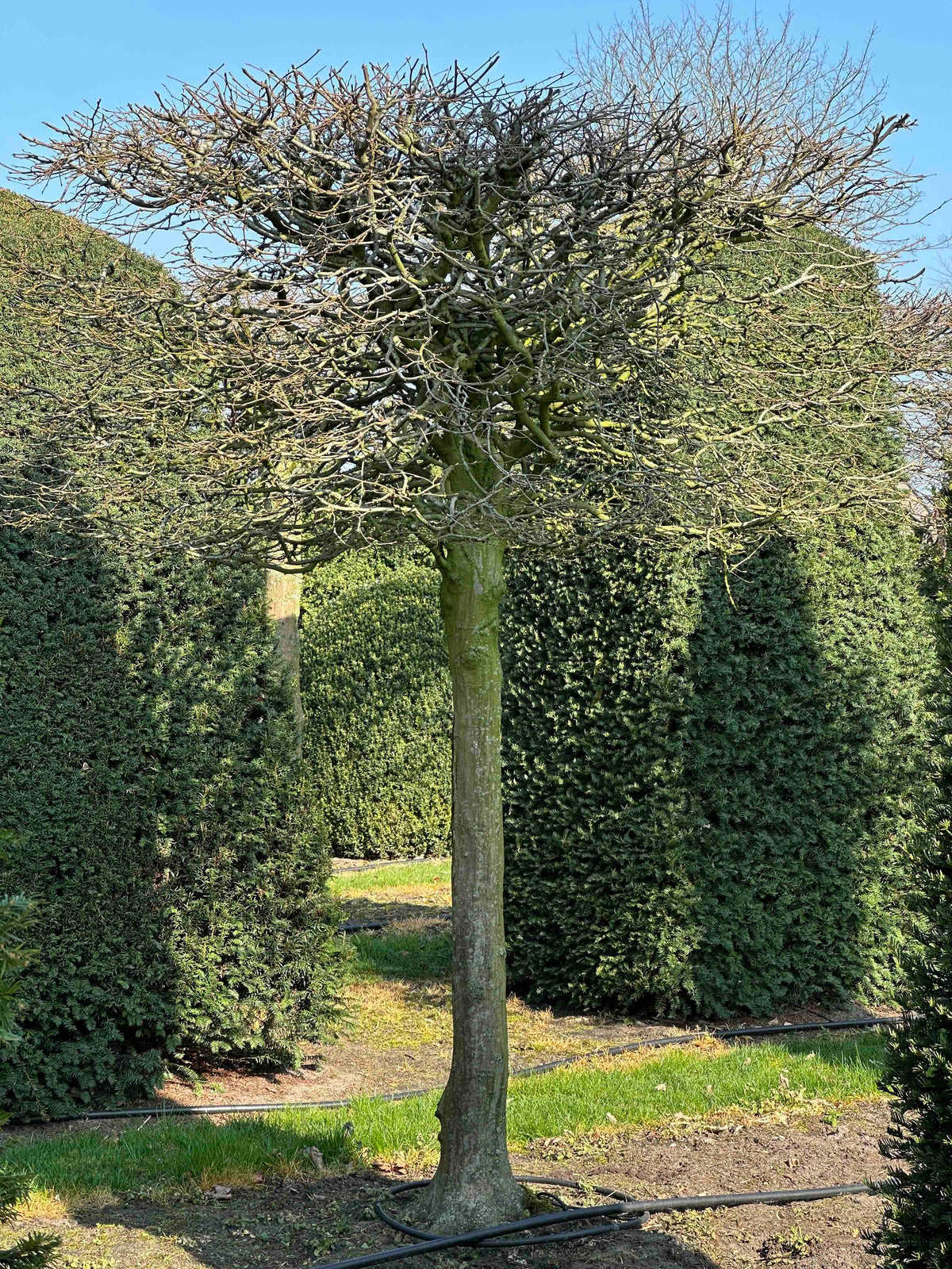 CB TOPIARY #018