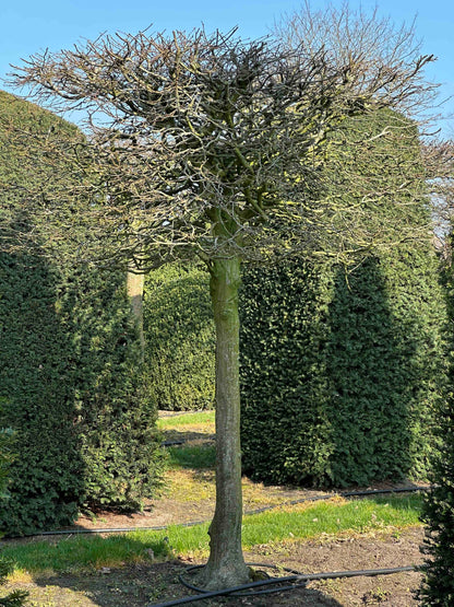 CB TOPIARY #018