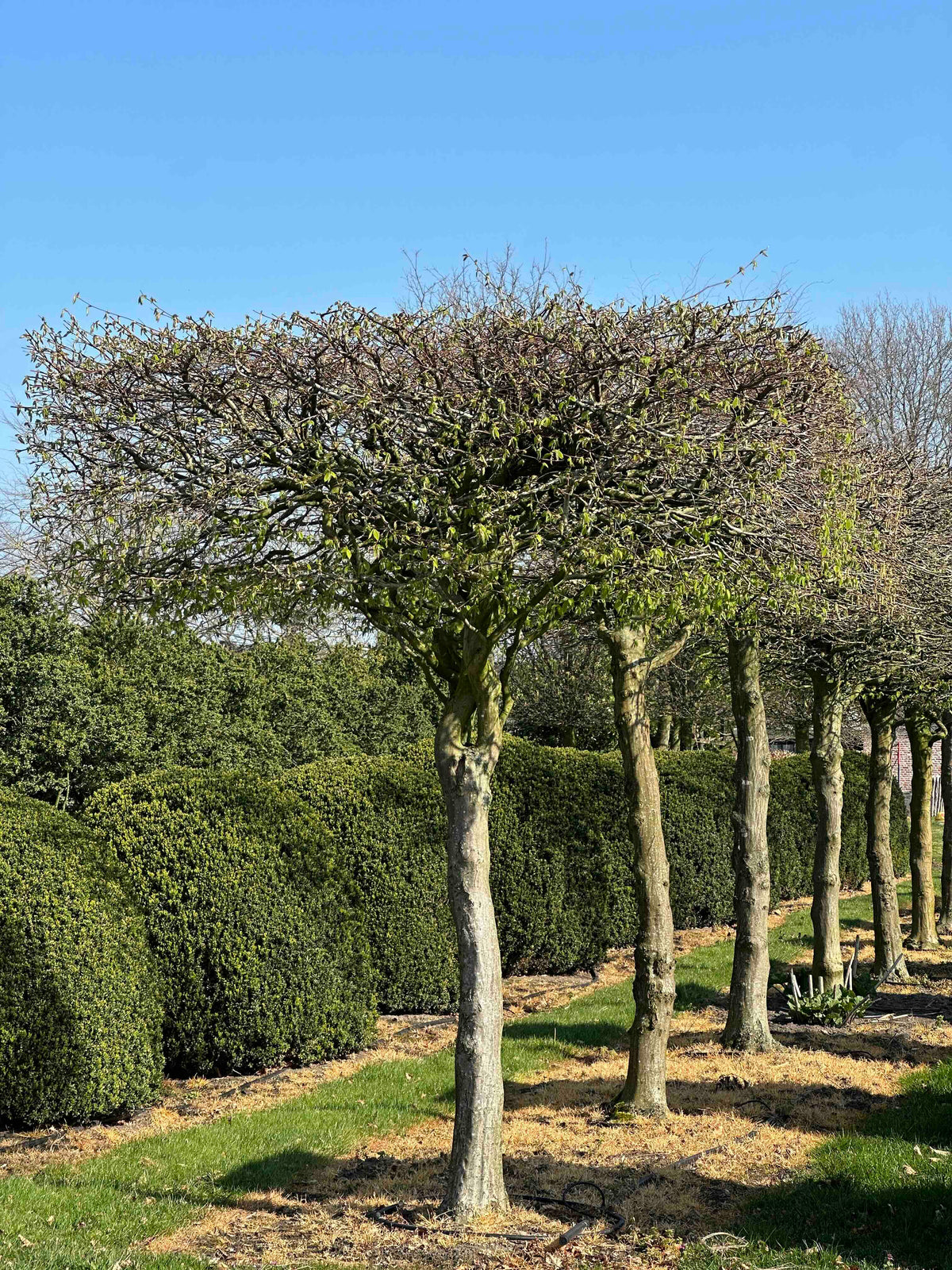 CB TOPIARY #021