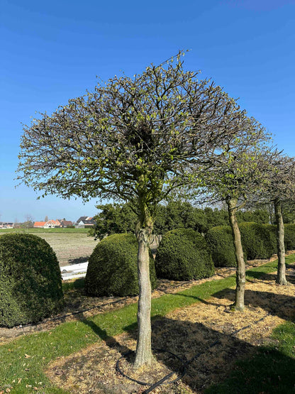 CB TOPIARY #021