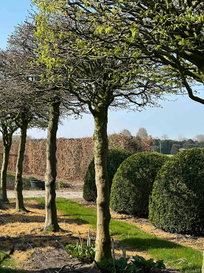CB TOPIARY #024