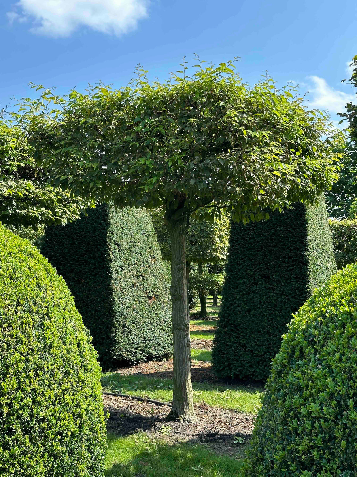 CB TOPIARY #025
