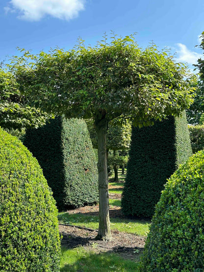 CB TOPIARY #025