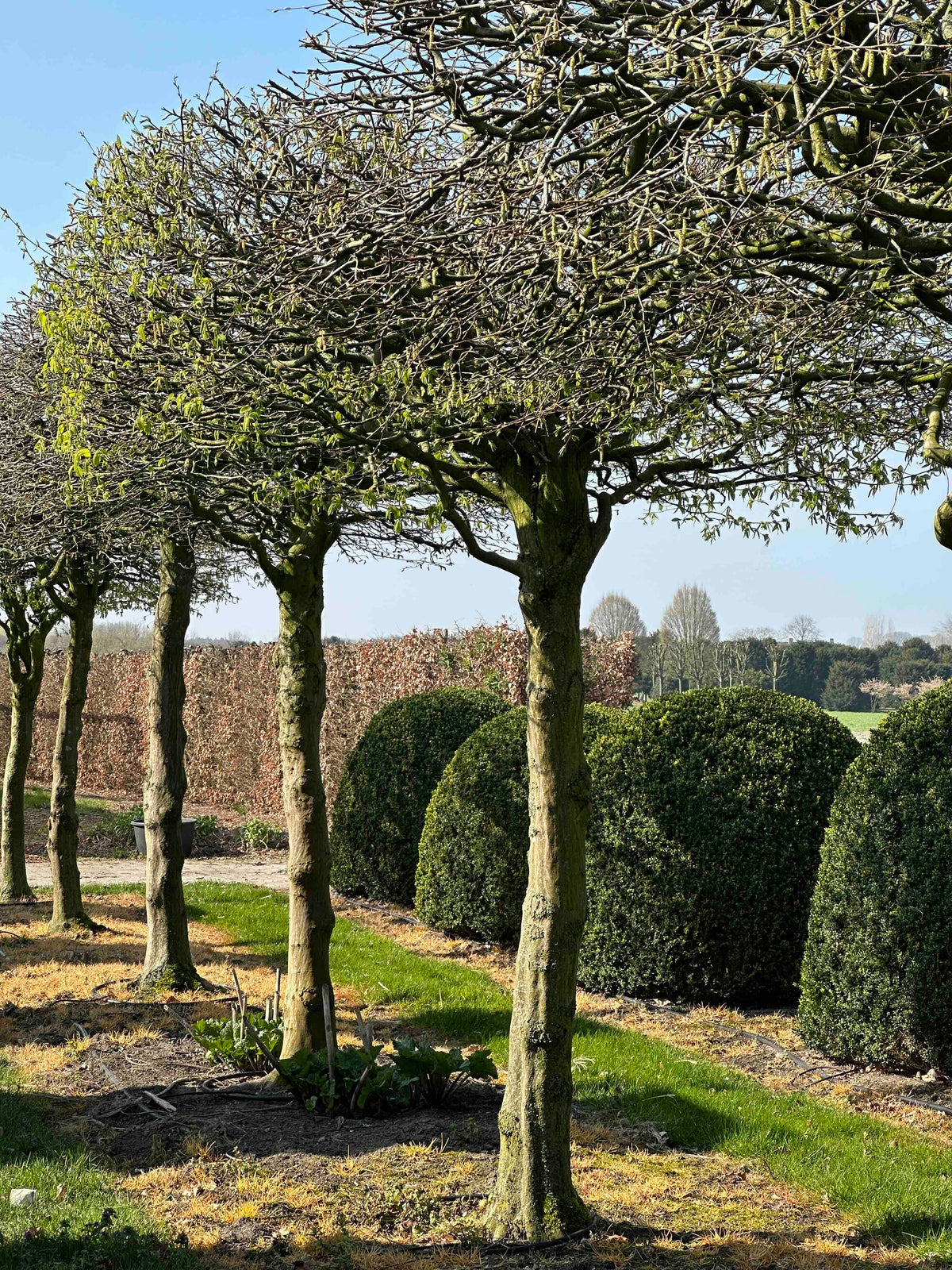 CB TOPIARY #025
