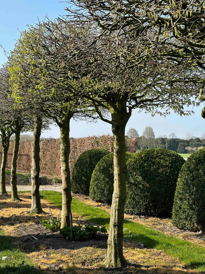 CB TOPIARY #025