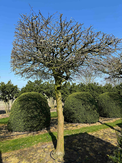 CB TOPIARY #026