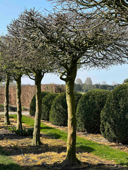 CB TOPIARY #026