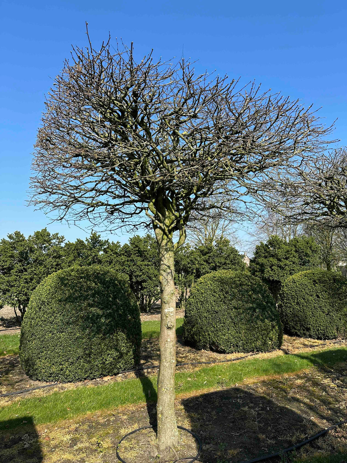 CB TOPIARY #028