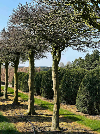 CB TOPIARY #028