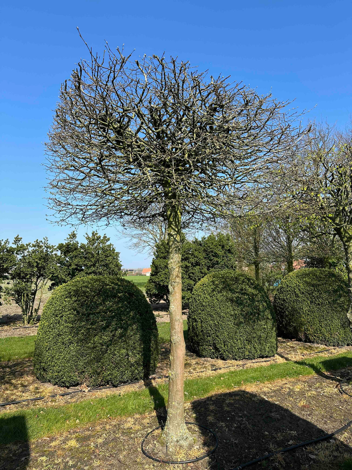 CB TOPIARY #030