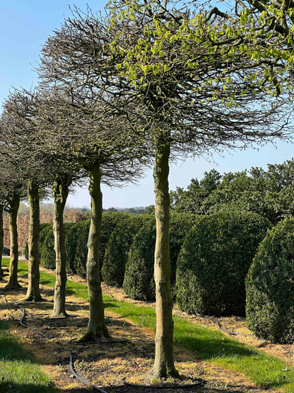 CB TOPIARY #030