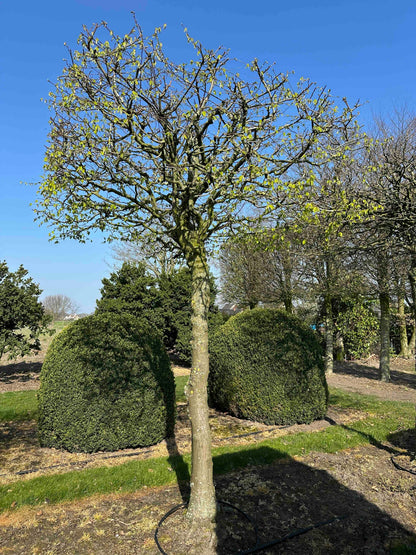 CB TOPIARY #031