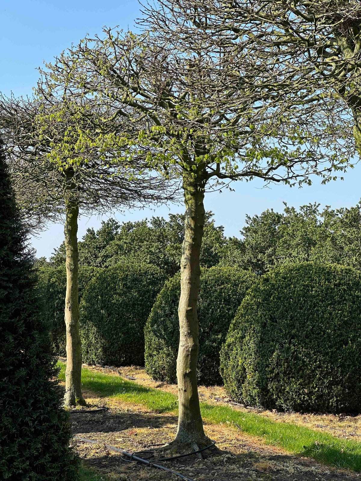 CB TOPIARY #031