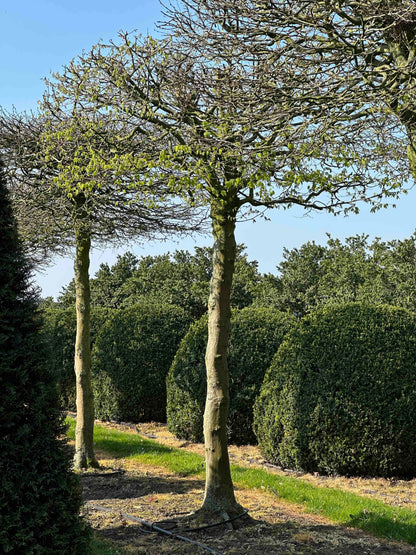 CB TOPIARY #031