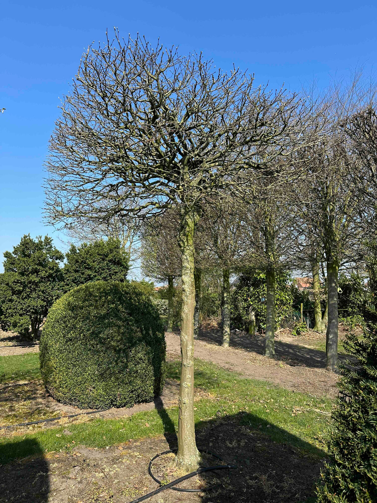 CB TOPIARY #032