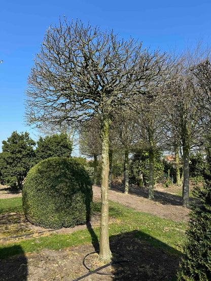 CB TOPIARY #032