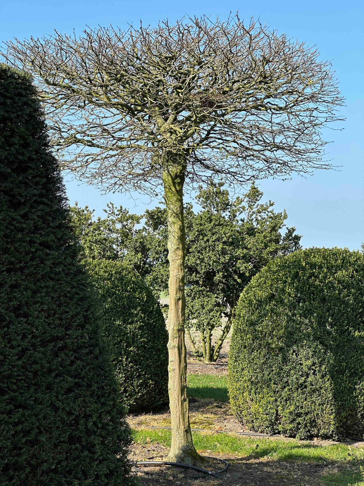 CB TOPIARY #032