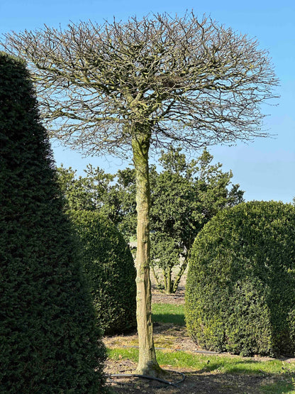 CB TOPIARY #032