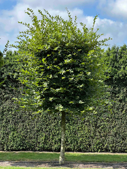 CB TOPIARY #033