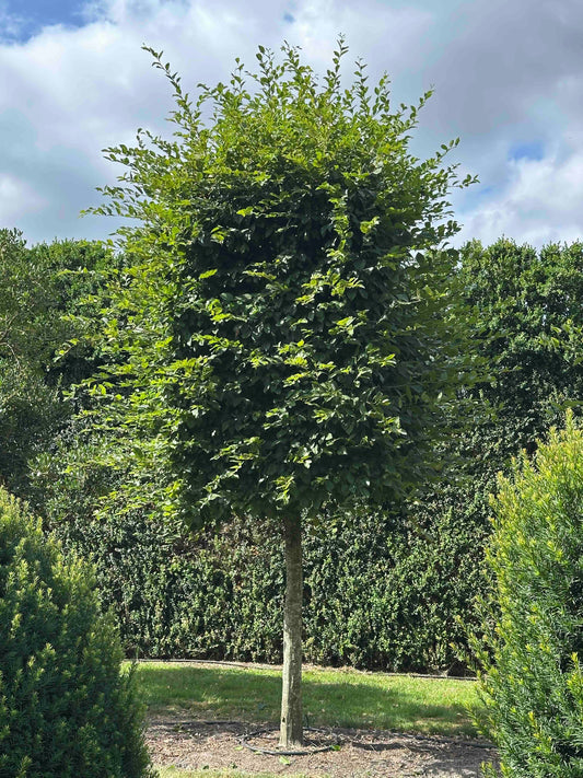 CB TOPIARY #034